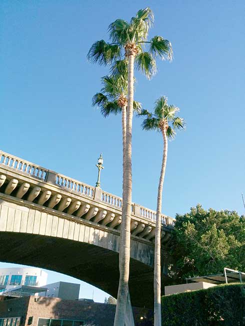London Bridge Palm Trees